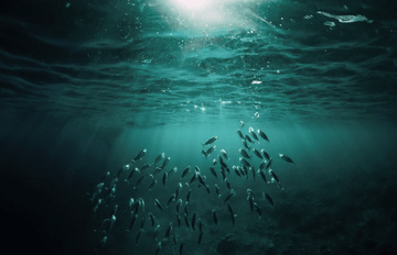 Discover  Omega-3 Cod Liver Oil - the best quality from premium cod liver oil to organic citrus essential oils
