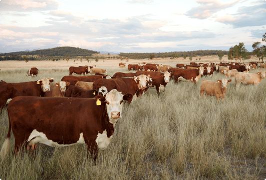 Freeze-Dried Beef Liver = A Nutritional Treasure with Comprehensive Health Benefits