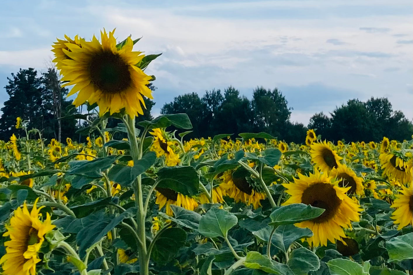 Natural mixed tocopherols from sunflower